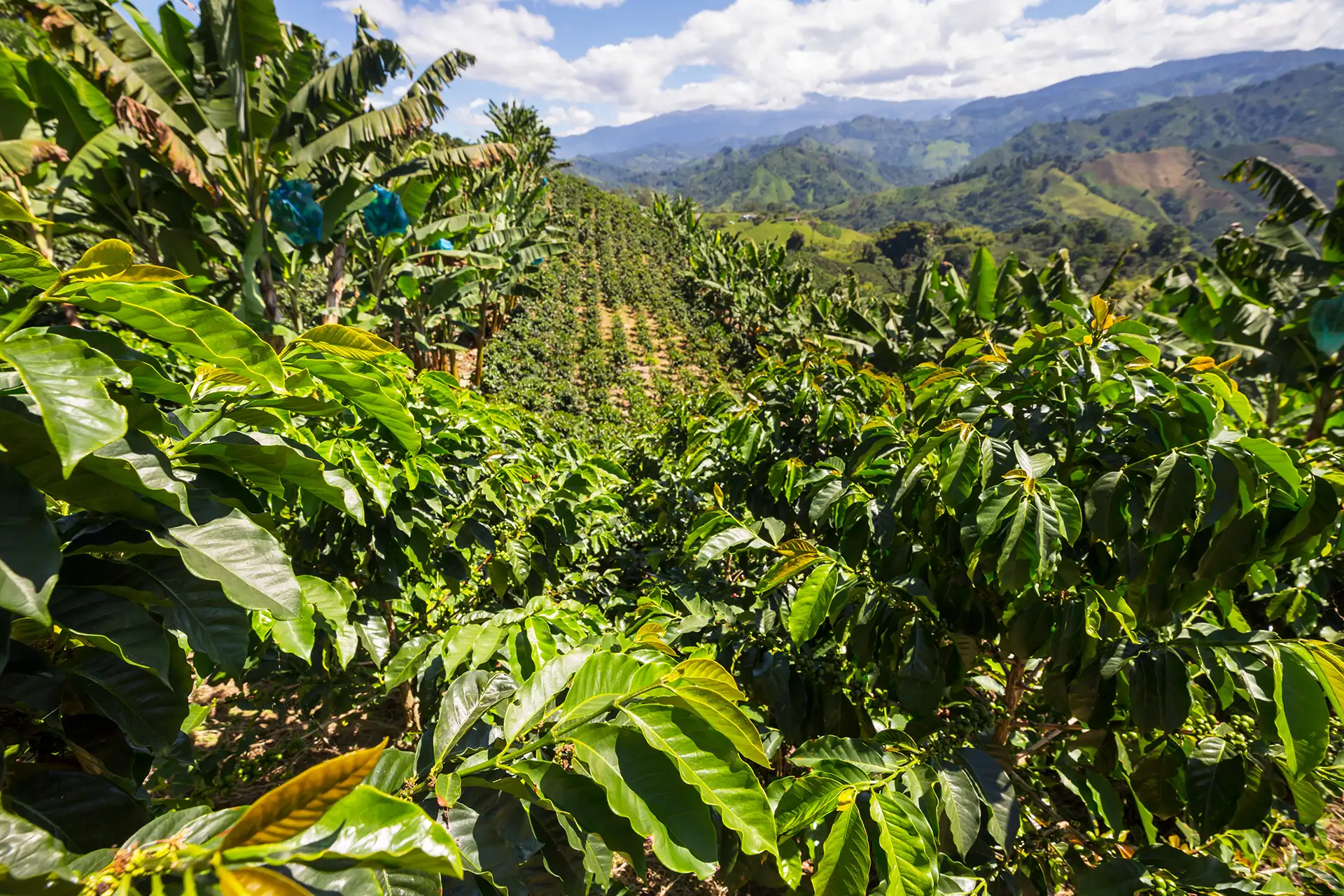 Stories Coffee Growing Regions